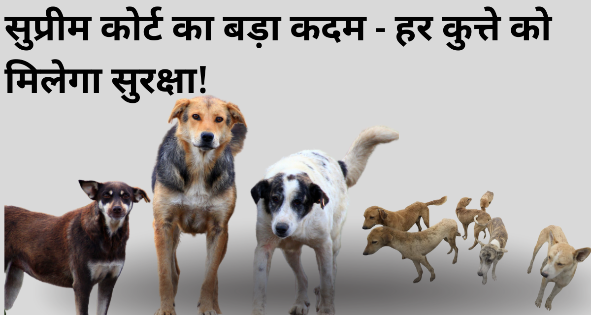 Stray Dogs